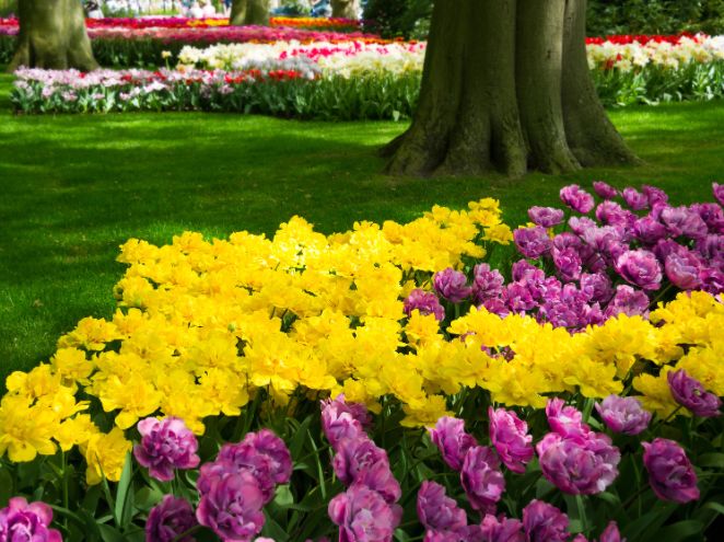 פריחה שמתחילה בירושלים ומגיעה אליך 