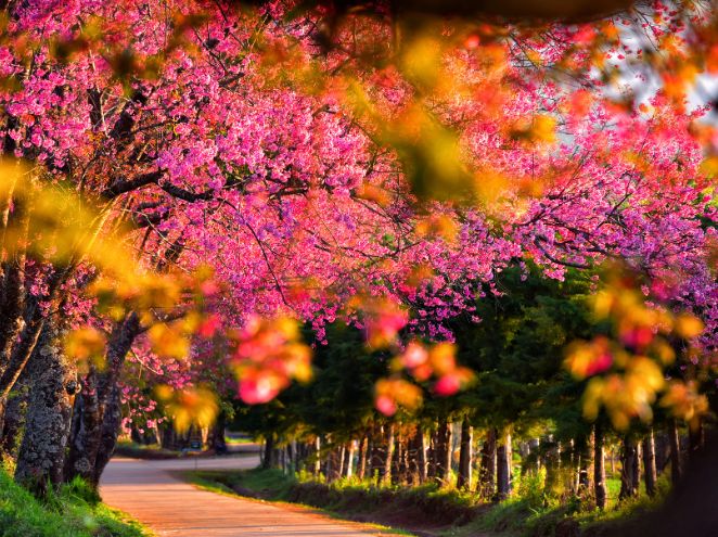 הגן הבוטני ירושלים - פריחה שמגיעה עד רעננה 