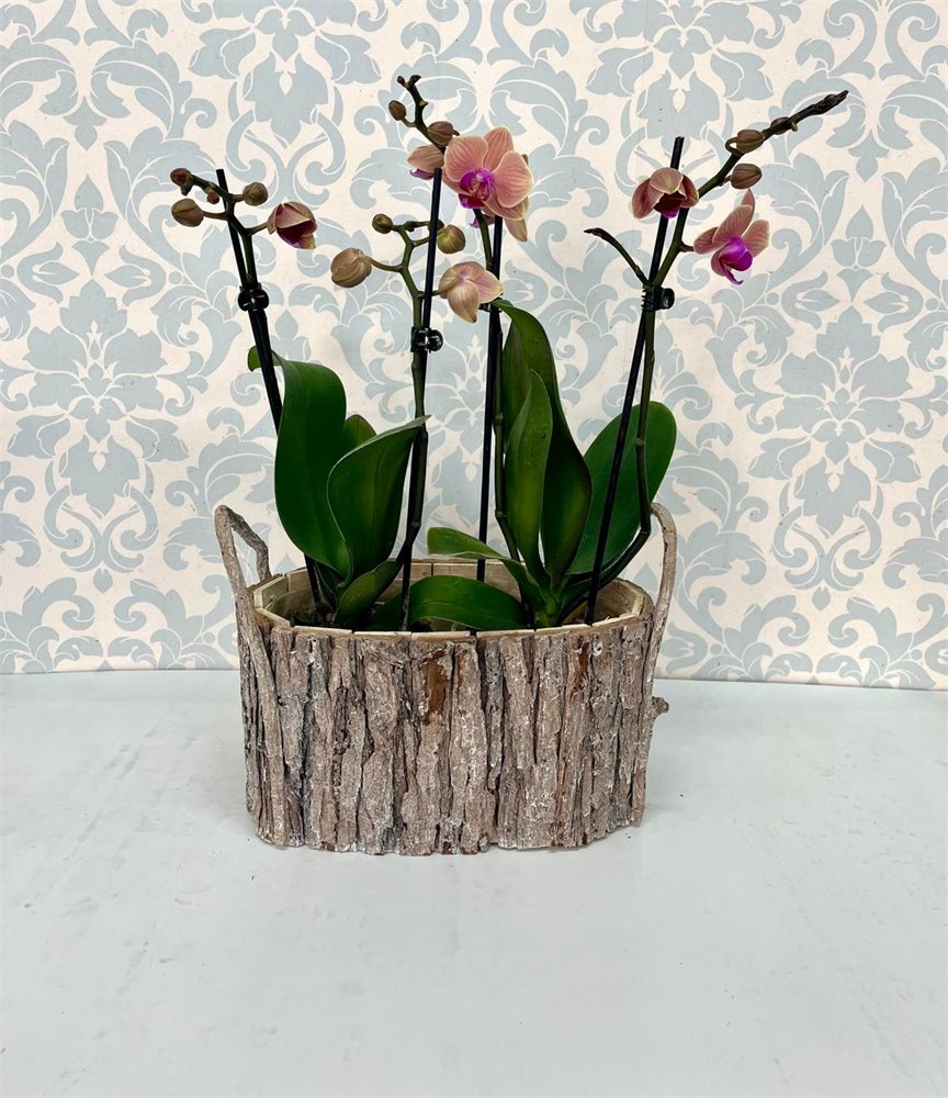 זוג סחלבים בגודל מיני