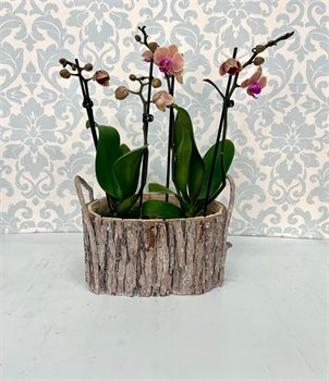 זוג סחלבים בגודל מיני