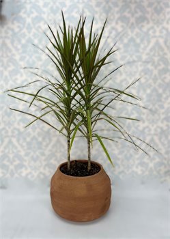 דרצנה בקרמיקה