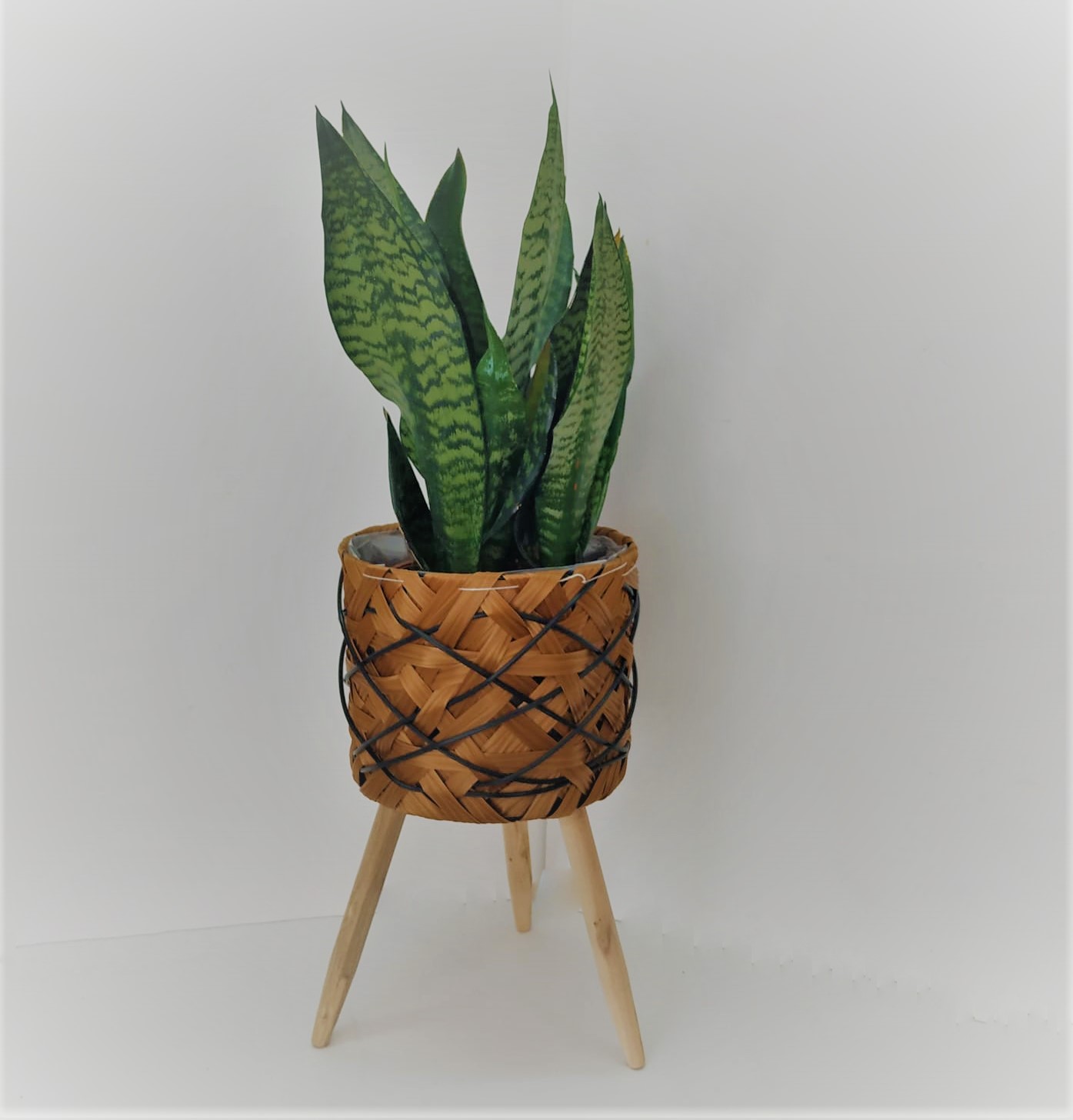 סנסיוורה בסל