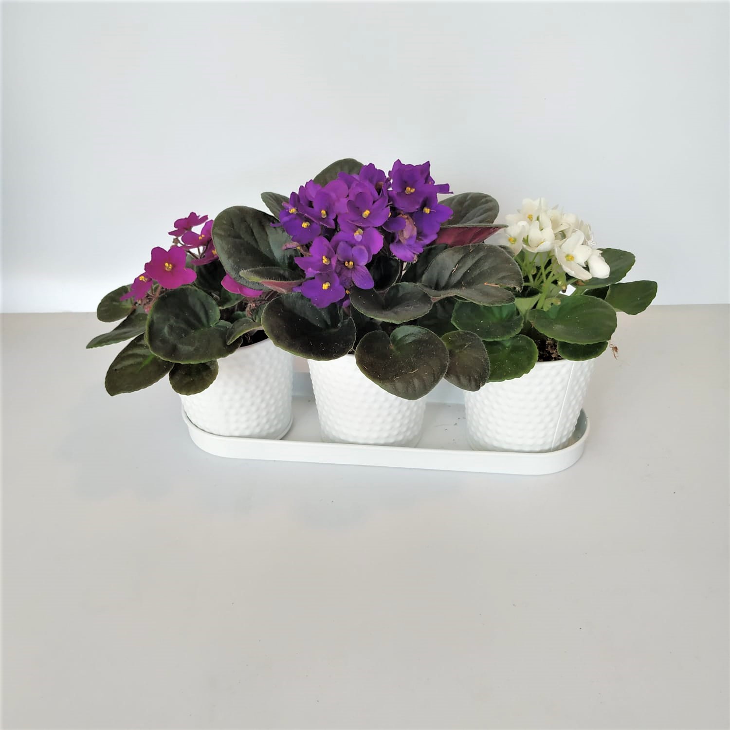 שלישיית סיגליות