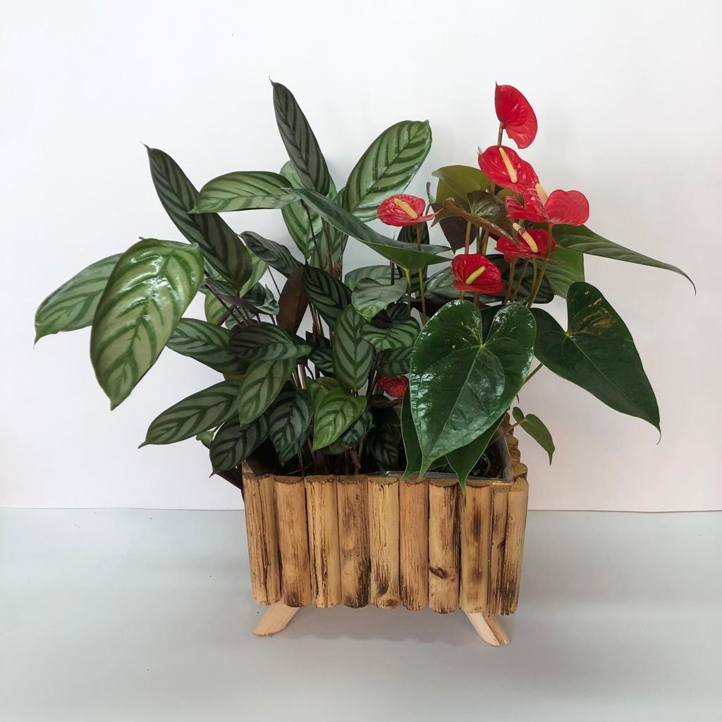 אדנית במבוק