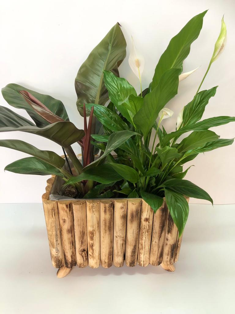 אדנית במבוק גדולה