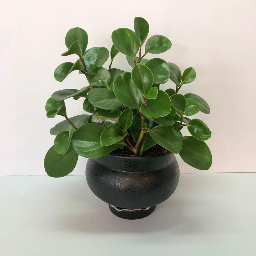 פפרומיה מהודרת