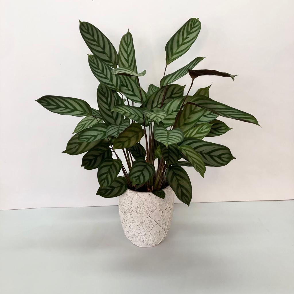 קלתאה סטוסה מהודרת