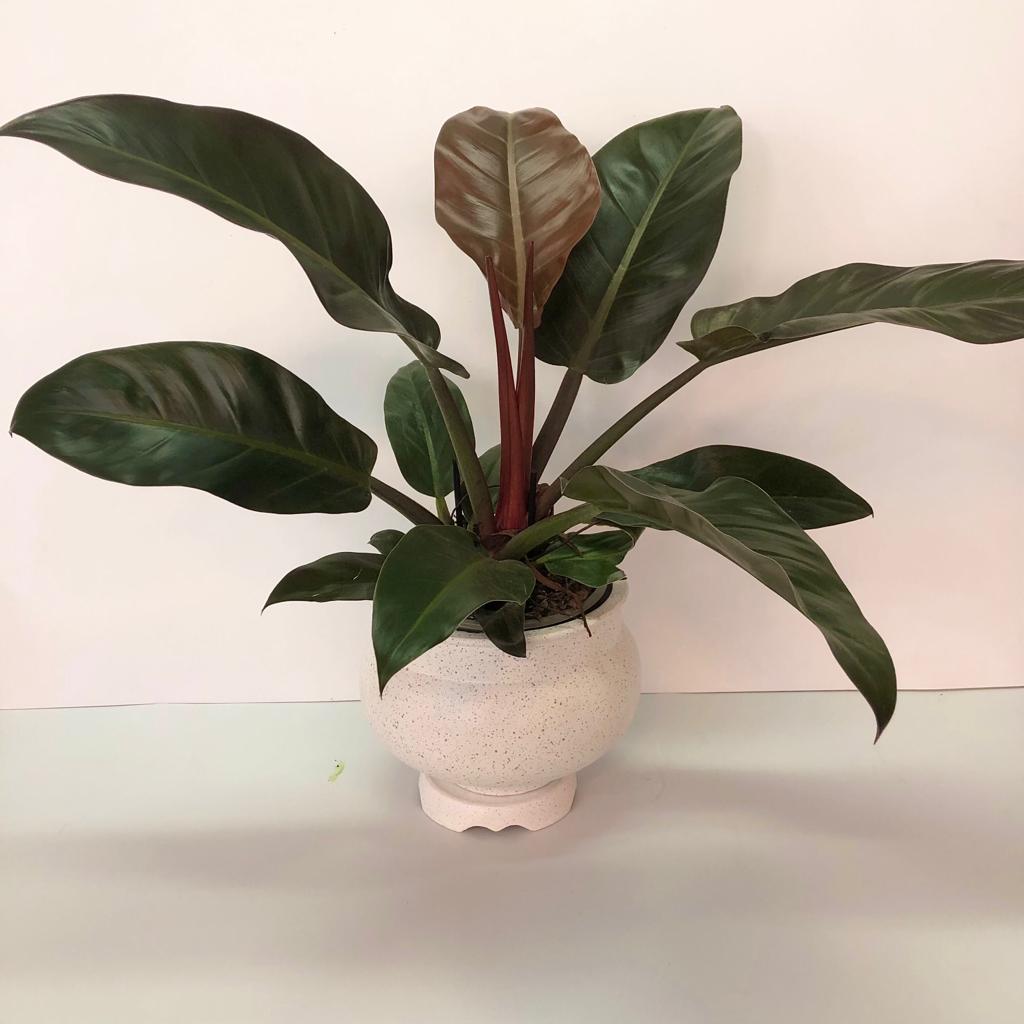 פילדנדרום אימפריאל מהמם