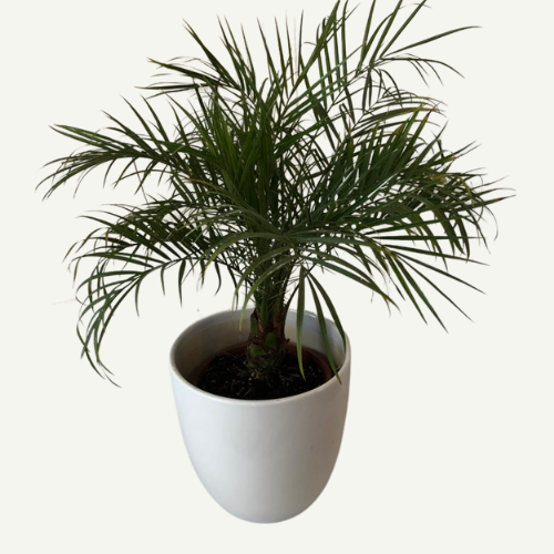 רוביליני מפואר