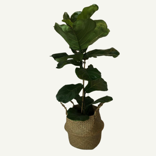 פיקוס כינורי בסל