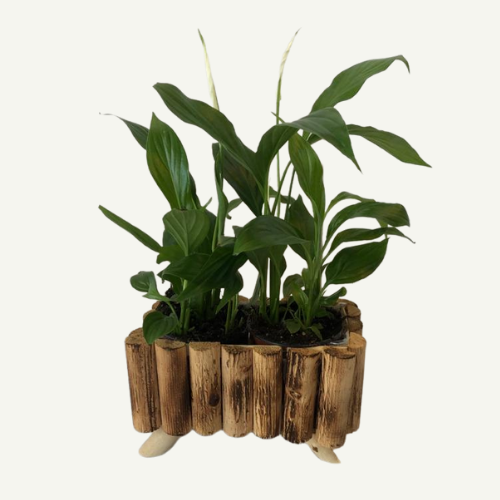 אדנית ספטיפיליום