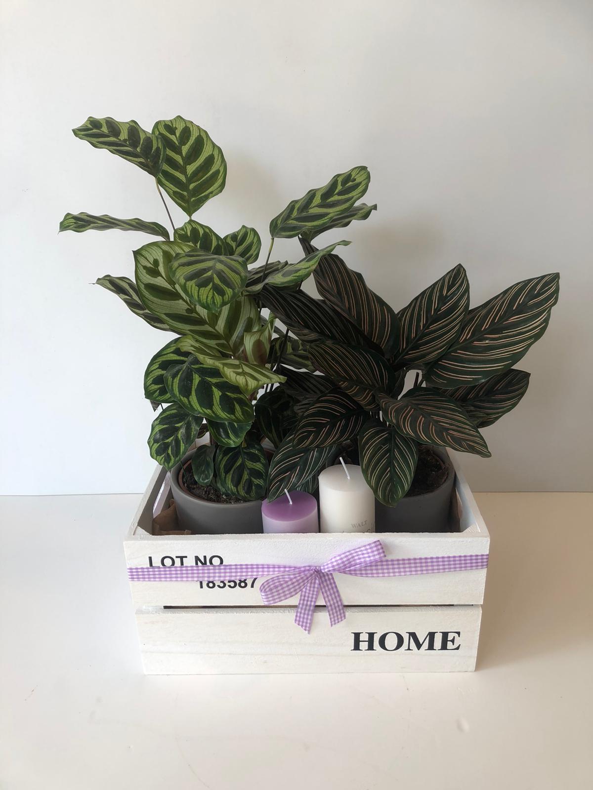 מארז קלתאות