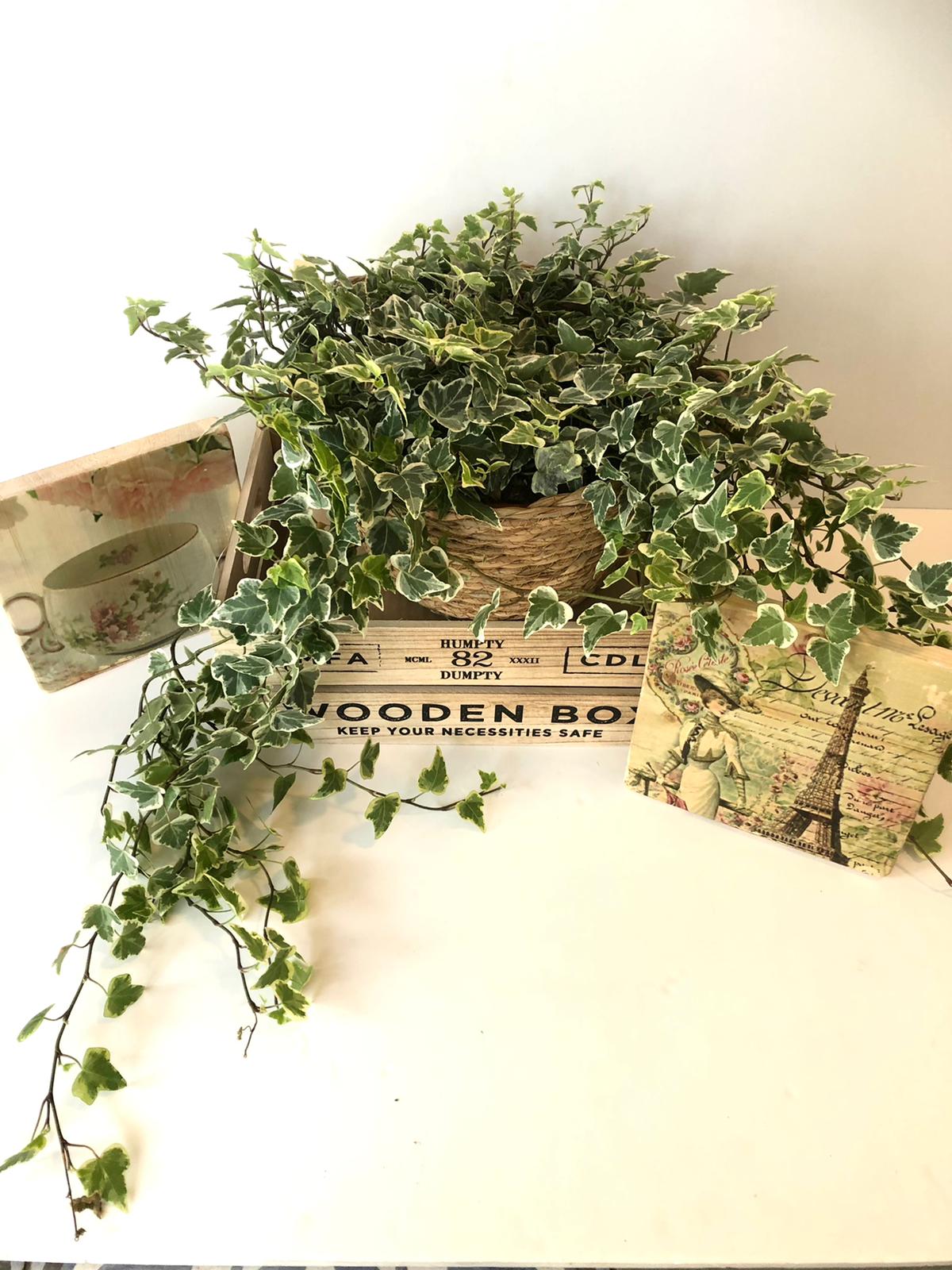 מארז אווירה